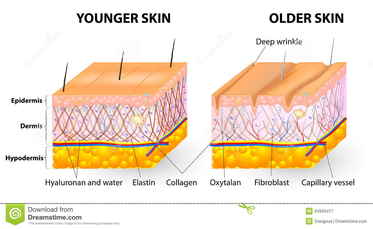 skin-aging-visual-representation-changes-over-lifetime-collagen-elastin-form-structure-dermis-making-tight-34993417